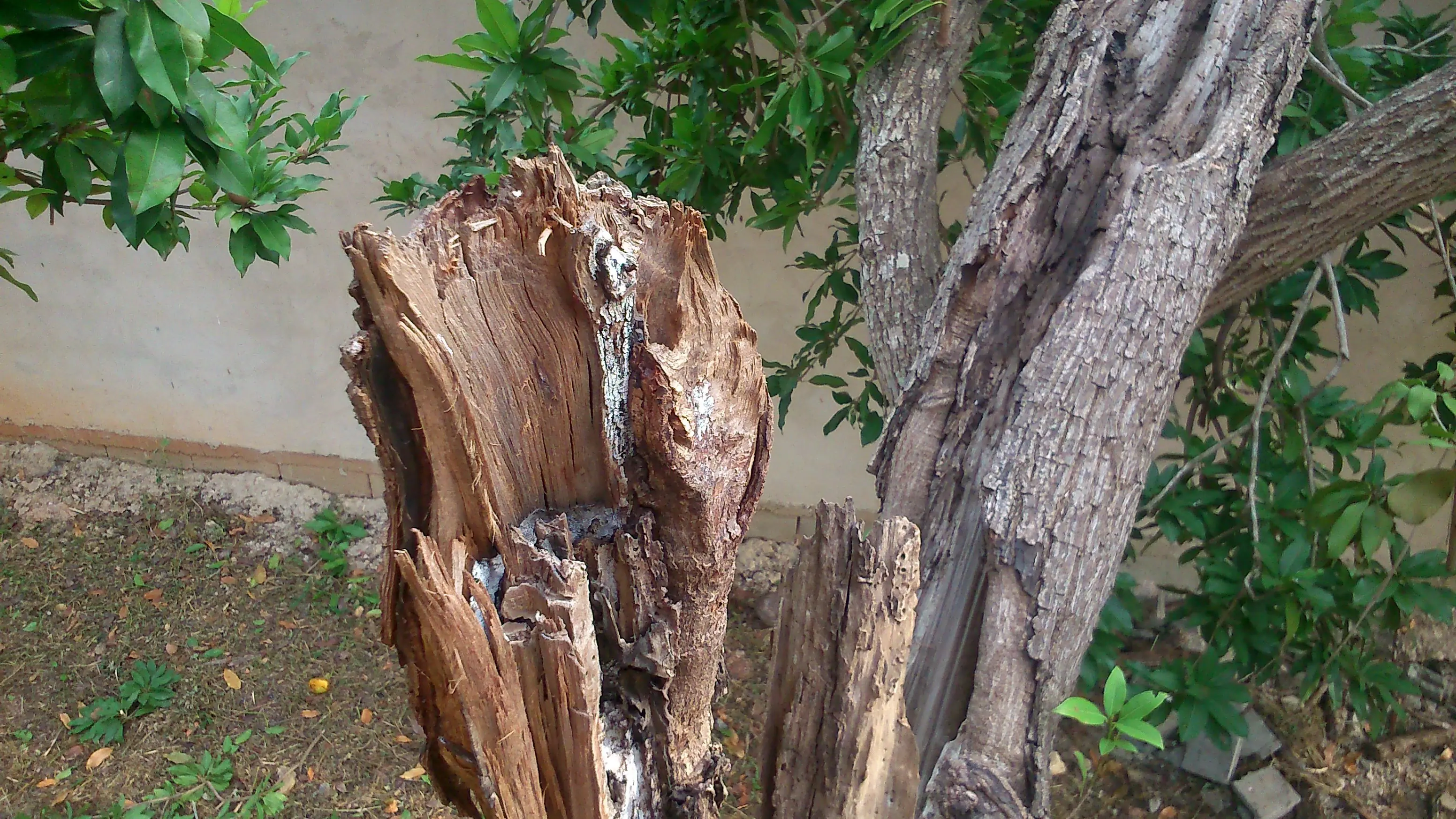 en mi patio cayo un rayo