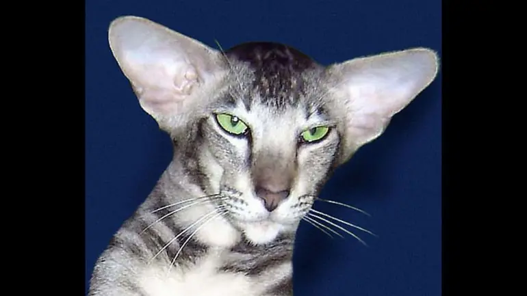 felinos felinos