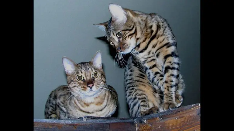 gatos gatos