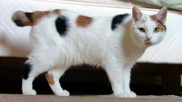 animales animales