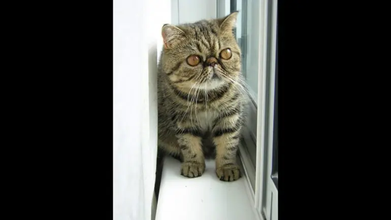 gatos gatos