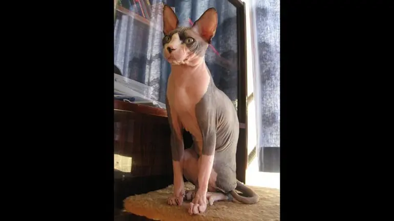 Las diez razas de gatos más raras del mundo