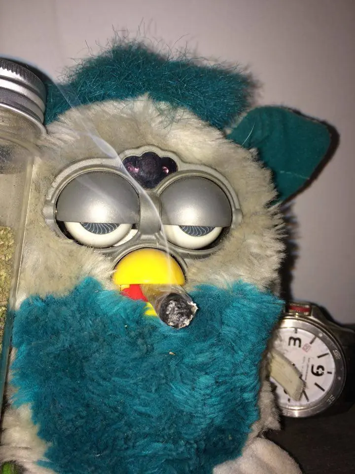 Me regalaron un Furby y le da tranqui a la weed