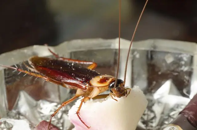 ¿Qué pasaría si las cucarachas desaparecieran de la Tierra?