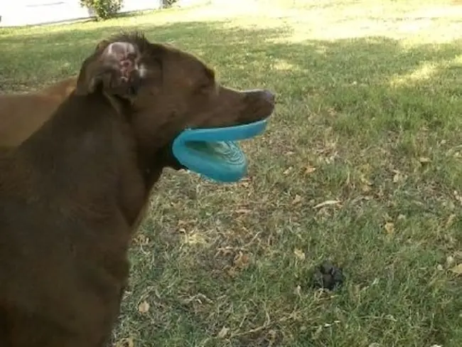 imagenes de perros