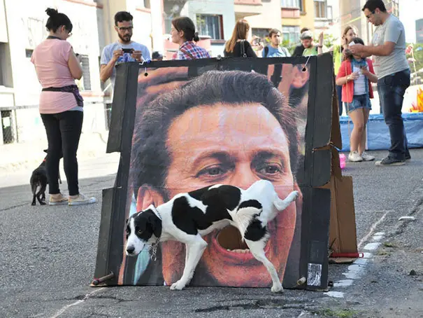 meme de perro
