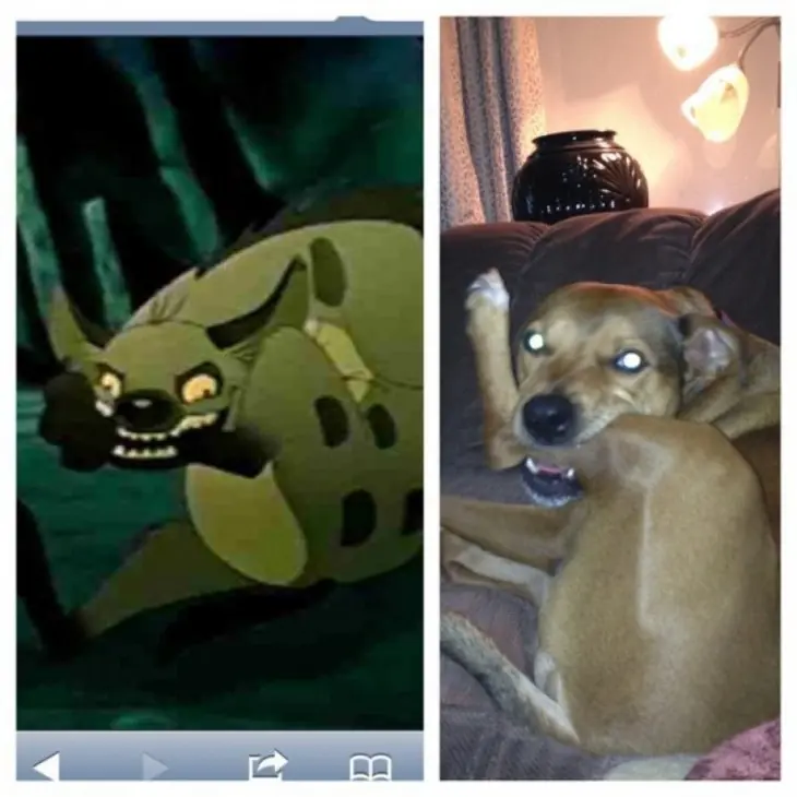 imagenes de perros