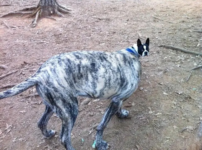 imagenes divertidas de perros