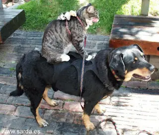 animales graciosos (imagenes) ^^  parte 2