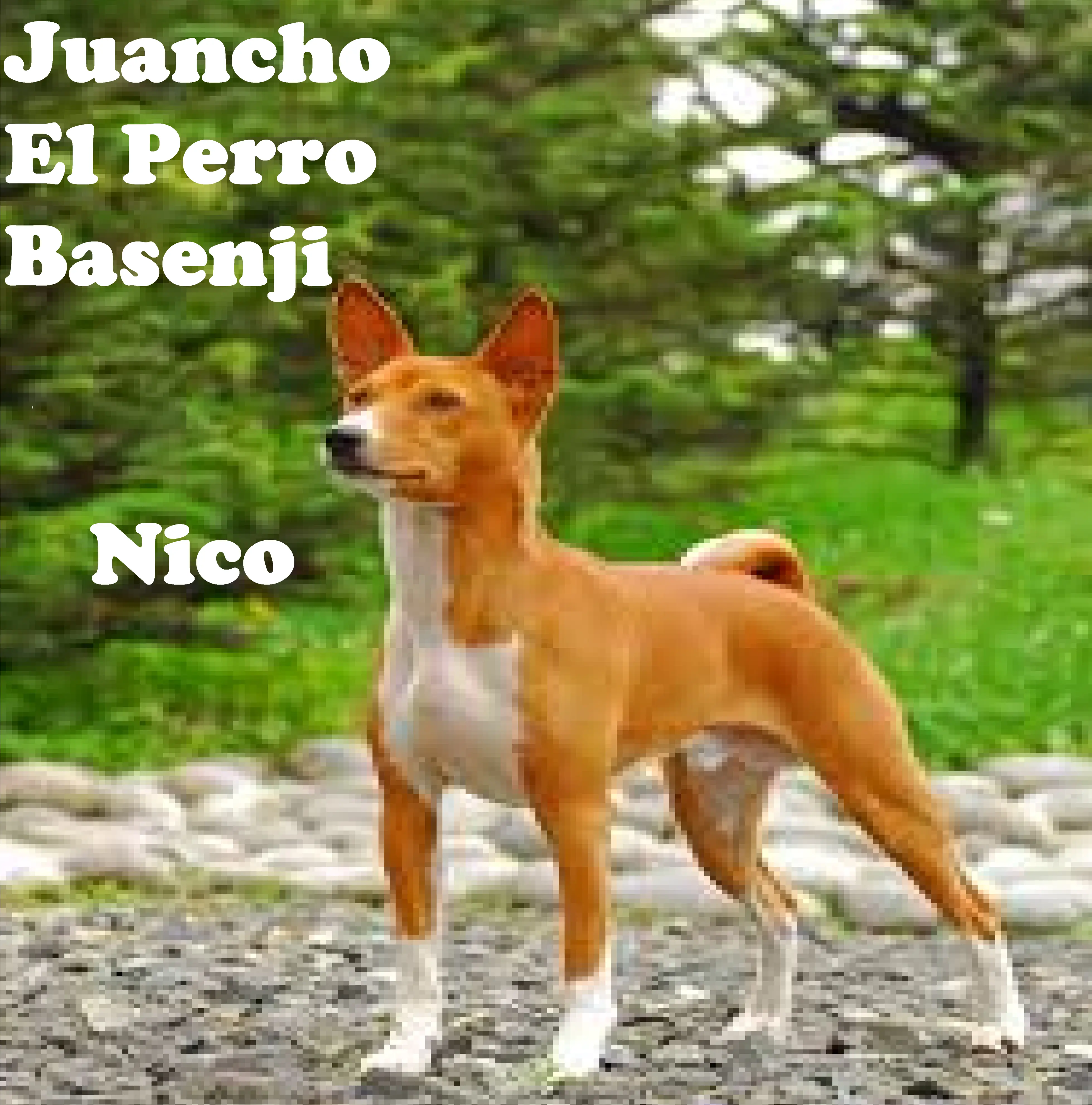 Mi libro