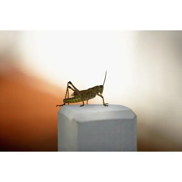 bichos