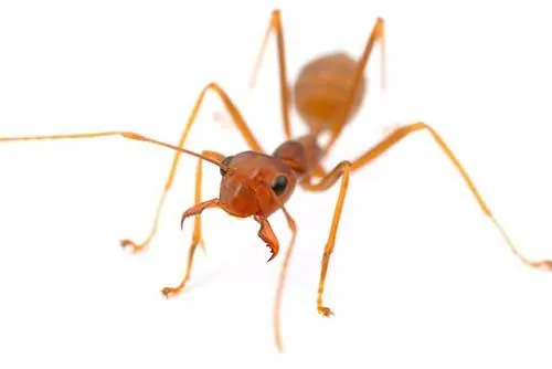 pasa