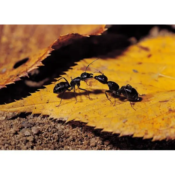 10 Insectos que no sabias que se comian.