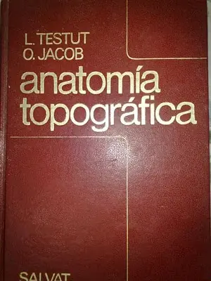 anatomia