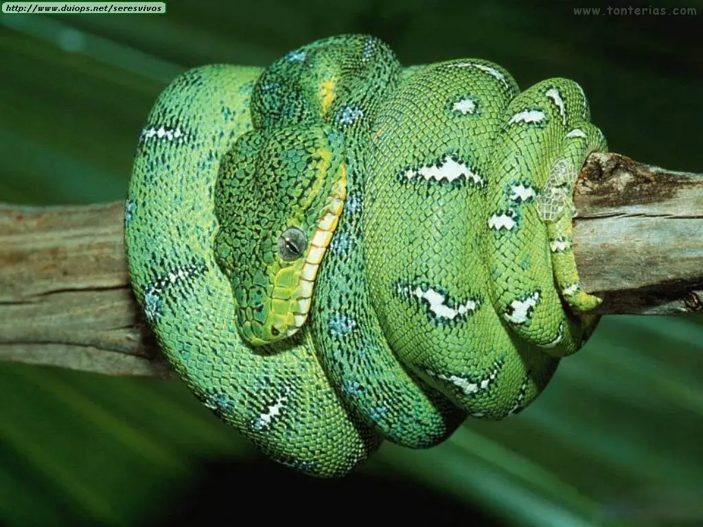 ¿Que hacer si te muerde una serpiente?