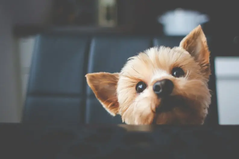 Así es como logras criar un perro amistoso con sus pares