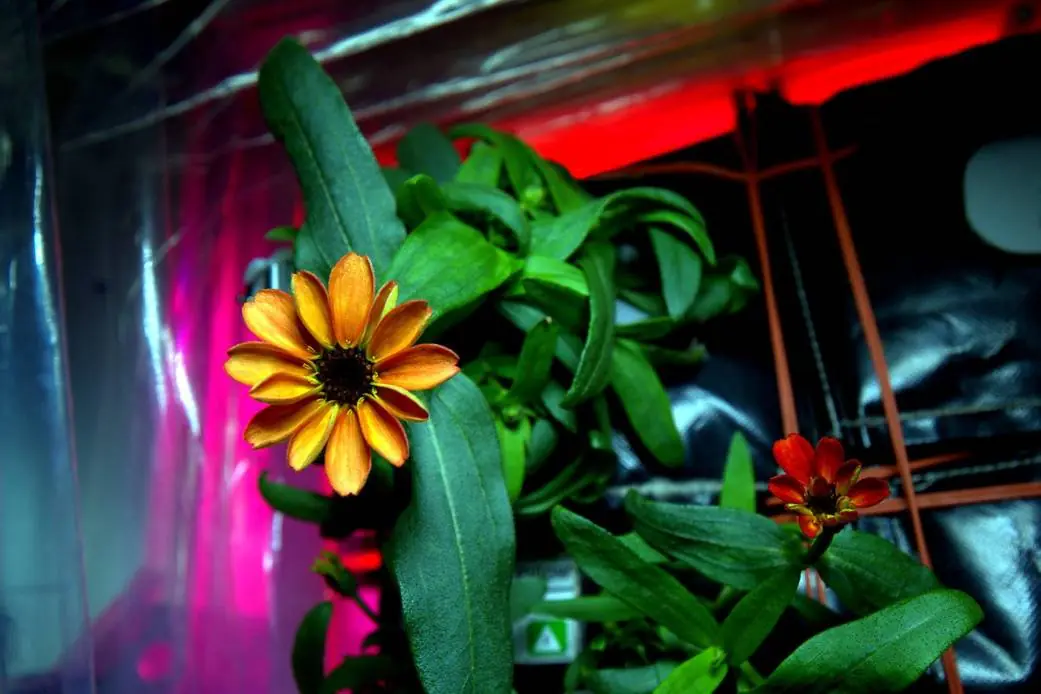 Primer Flor nacida en el Espacio !!