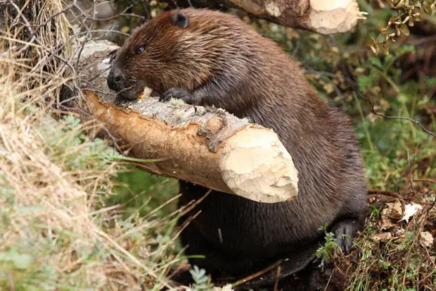 Castores:Una Plaga de La Patagonia