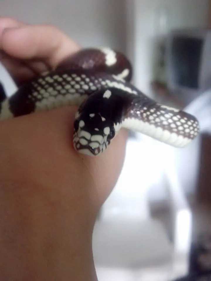 Cause temor con mi serpiente y te lo cuento