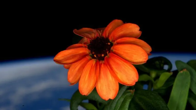 Planta