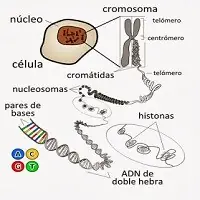 palabras