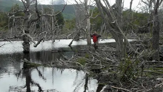 patagonia