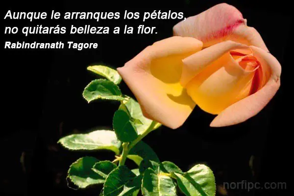 tagore tagore