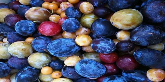arbol de muchas frutas