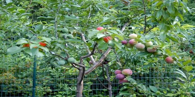 frutero