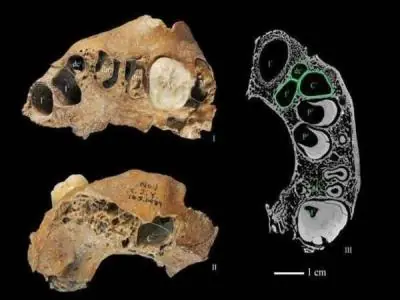 Nueva especie humana desconocida