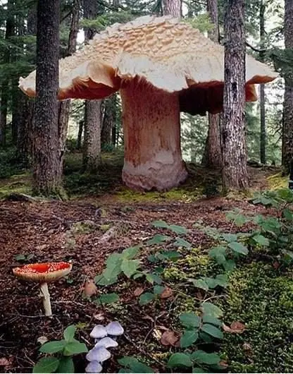 curiosidades