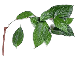 El enteógeno del Amazonas