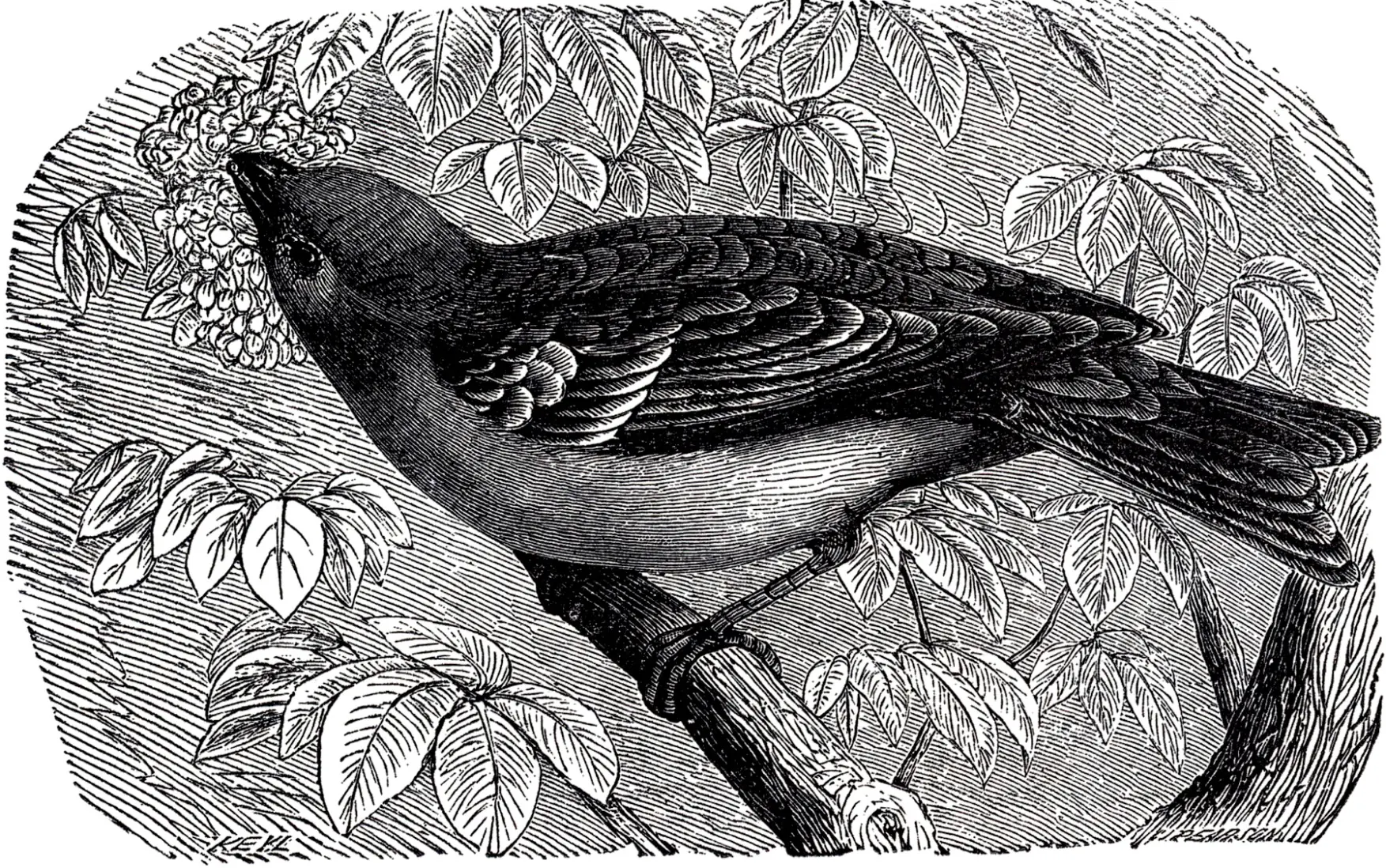 El Lenguaje de las Aves