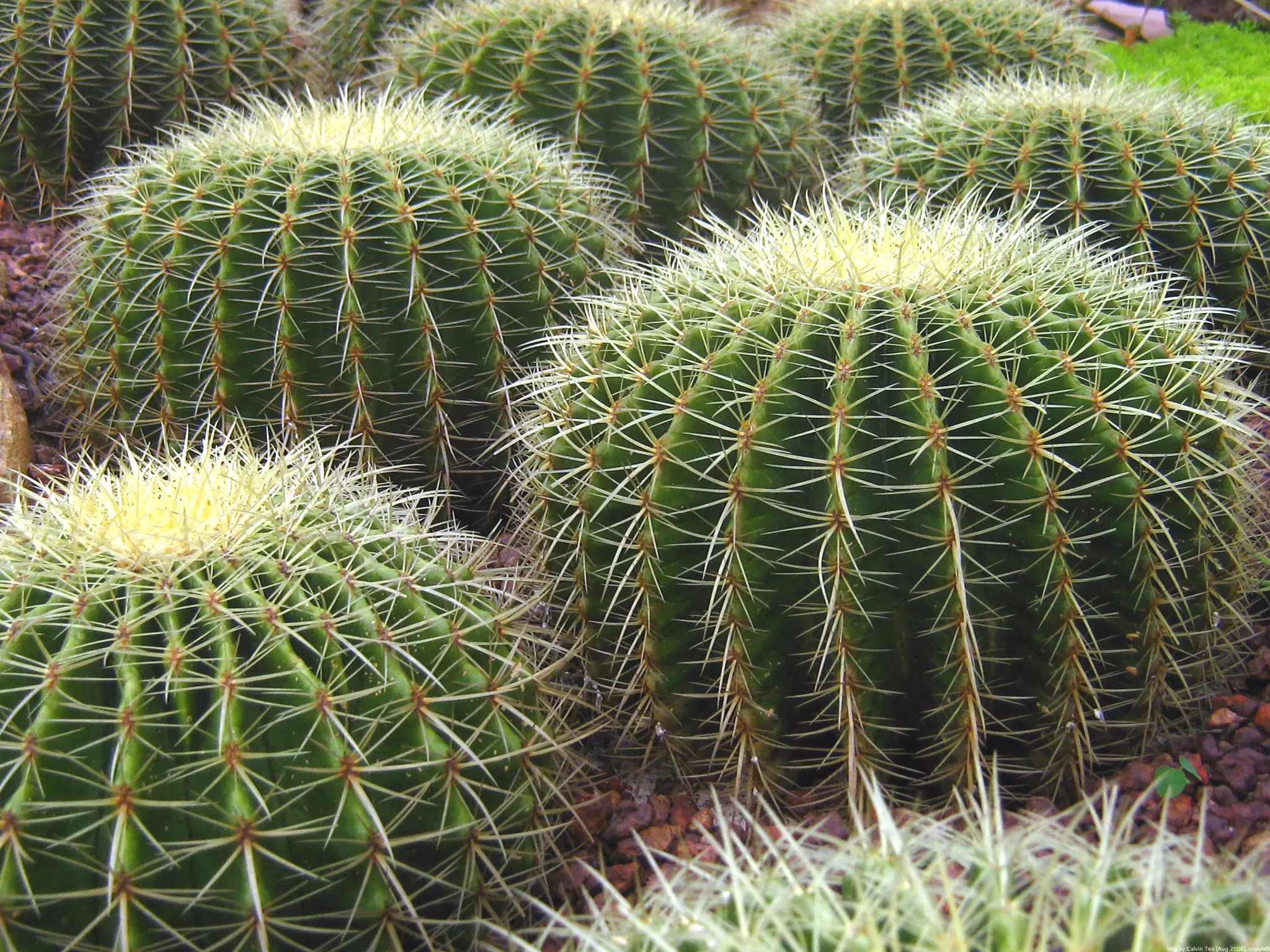 mexico