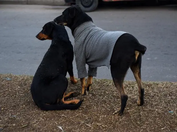Quieren matar a perros domésticos!!