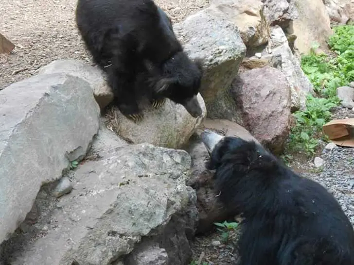oso