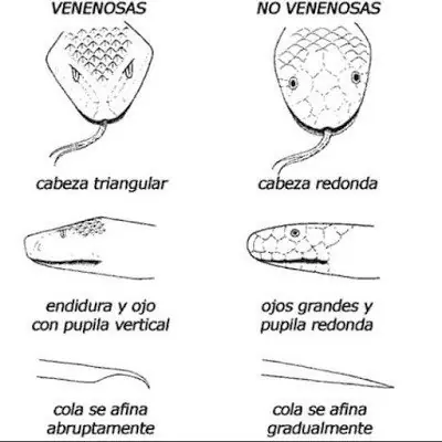 fauna peligrosa argentina