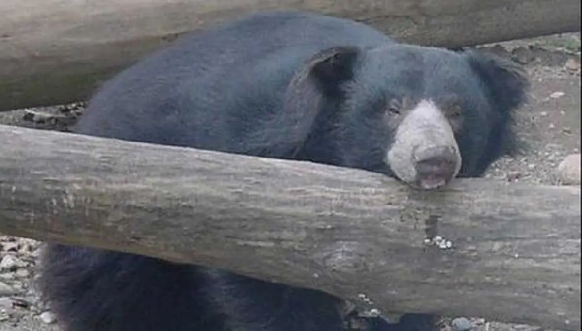 Este oso murió pocos días después de que mataran a su amiga