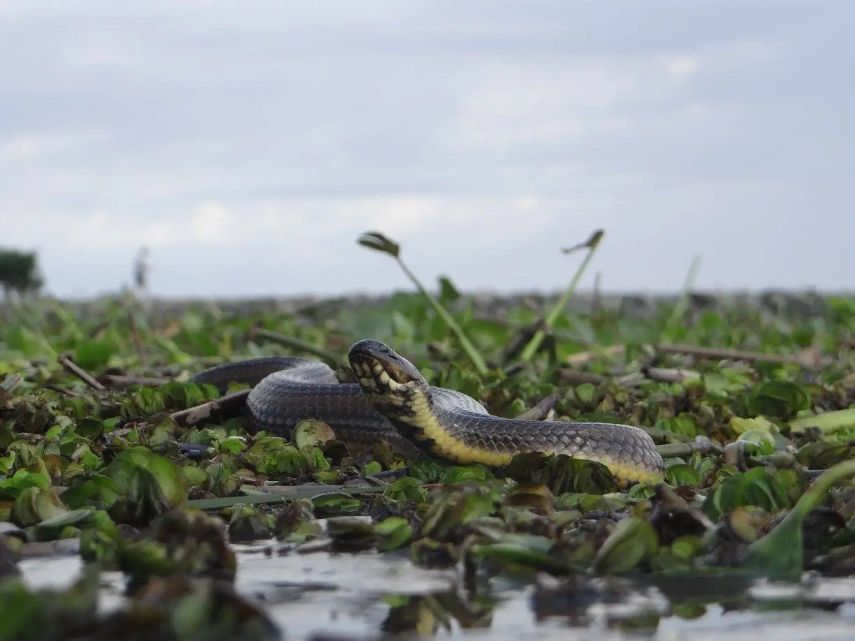 Te cuento la posta sobre la "Invasión de Camalotes" pasa!