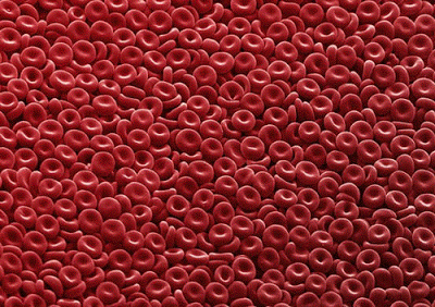 sangre sangre