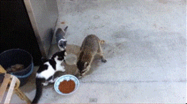 humanos humanos