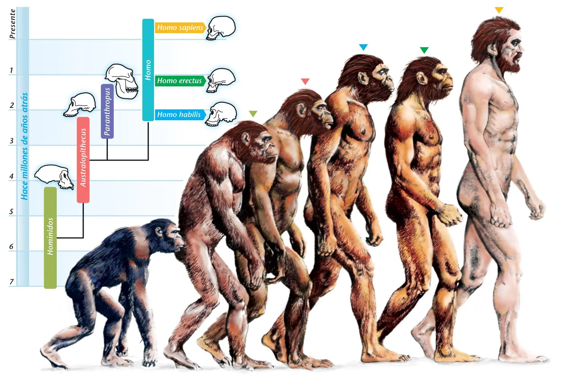 monos
