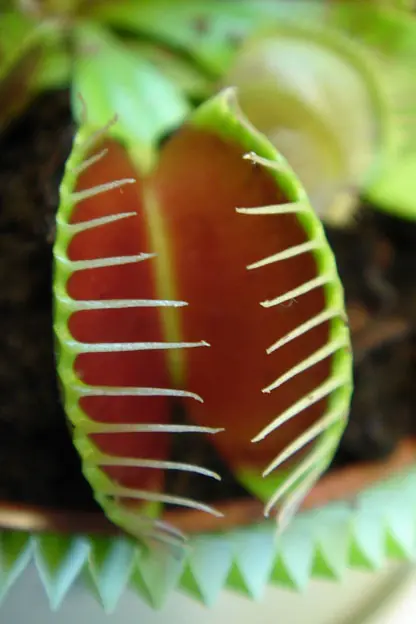ginecologia