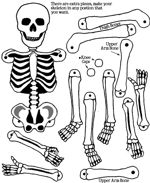 ventas de Partes del cuerpo de personajes famosos