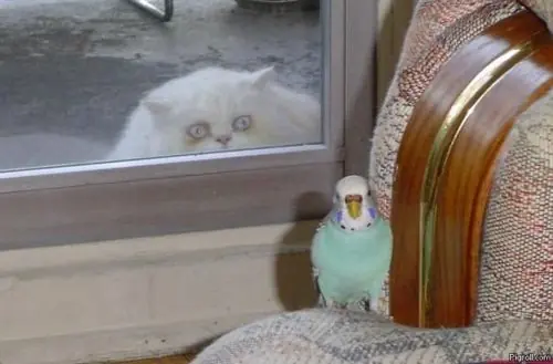 felinos