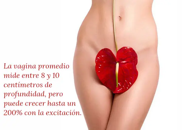 18 curiosidades sobre el sexo que seguro aca nadie conoce