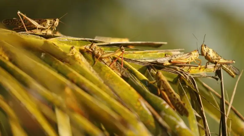 Argentina en Alerta: La peor plaga desde hace 60 Años