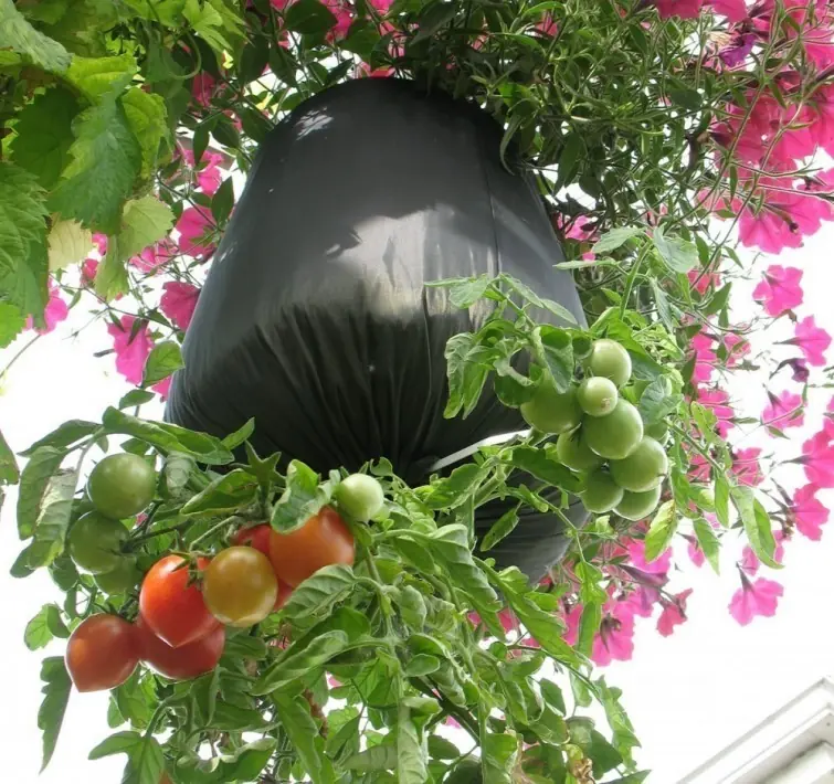 plantar tomates
