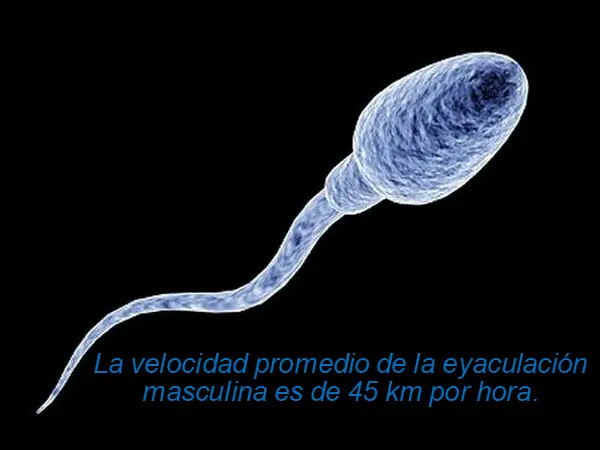 obvio