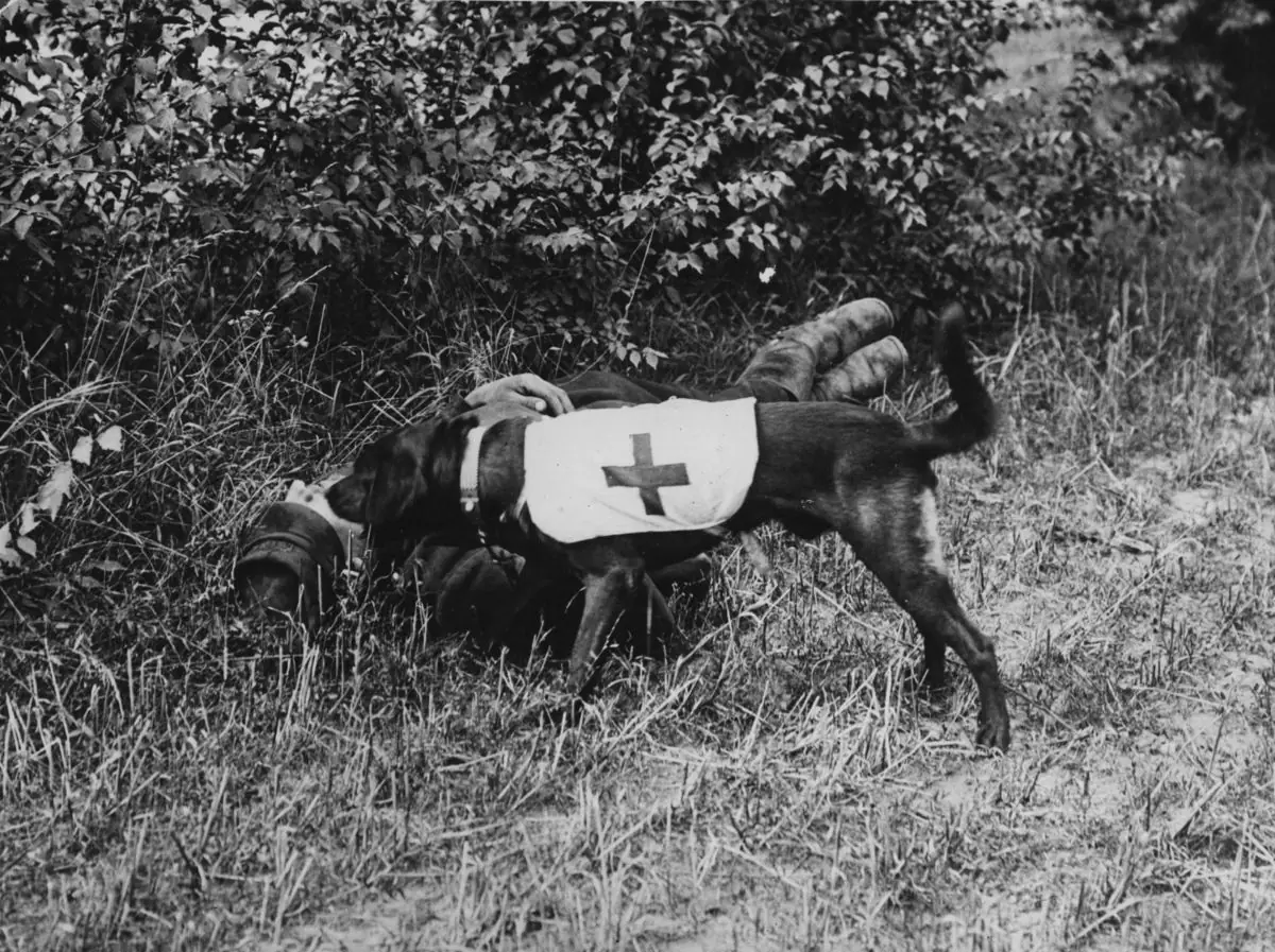 Fotos historicas con LinceCoronas [primera guerra mundial]